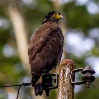 Crested Serpent-Eagle